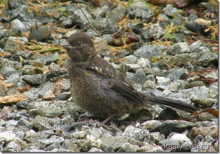 Fledgling Towhee