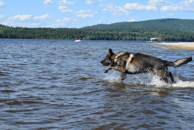 Paws For Reaction German Shepherd dog Stacey McIntyre-Gonzalez photography