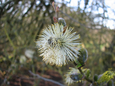 Willow-Bloom-Explosion