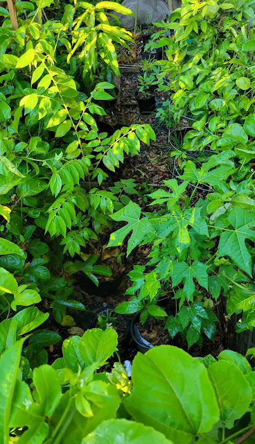 Close planting of fruit trees and perennials in a small garden