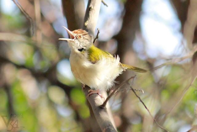 Common tailorbird