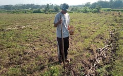 Kodim Banyumas Lakukan Pengukuran Tanaman Jagung