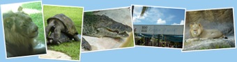 Miami Zoo weergegeven