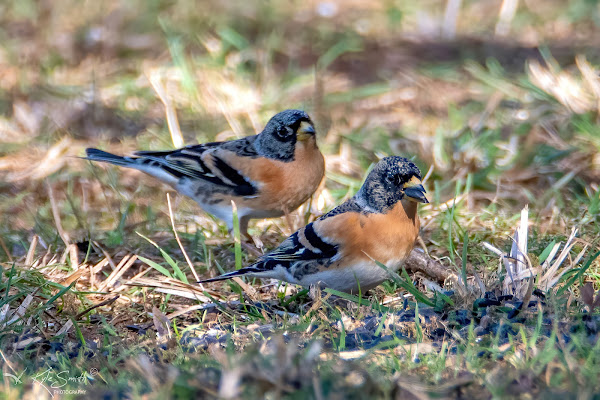 Brambling