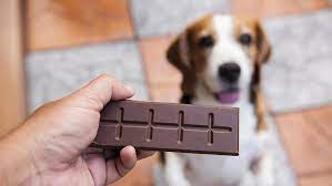 que pasa si un perro come chocolate