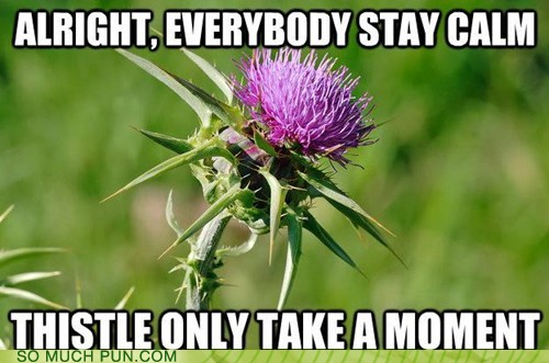 photo of a thistle plant...don't worry, thistle only take a minute