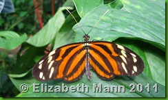 butterfly