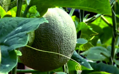 Melon Si Manja Yang Manis [Part.2] I Daerah Yang Dikehendaki Melon