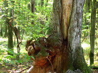 tree gall