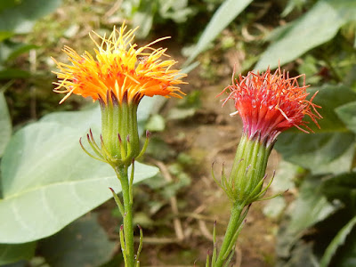 紅鳳菜的花序