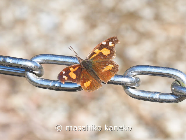 テングチョウ