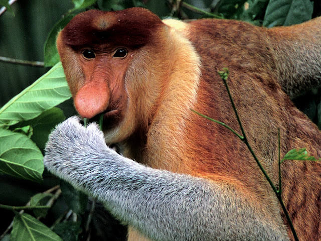 bekantan - the long-nosed monkey