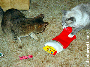 Christmas with Santa Cat