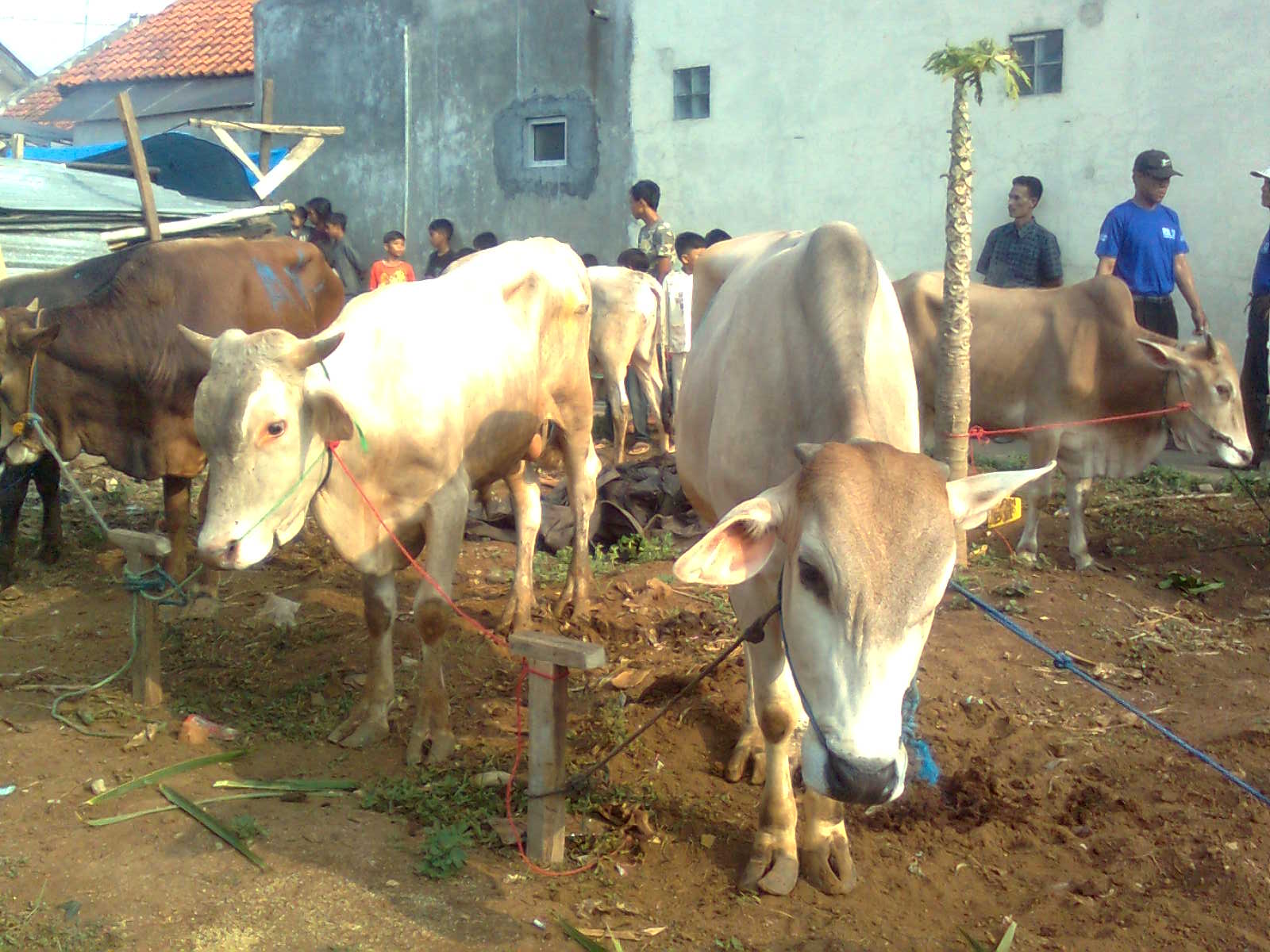 Contoh Laporan Hasil Observasi Hewan Qurban  Simak Gambar  