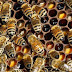 Australian scientists microchip bees to map movements, halt diseases