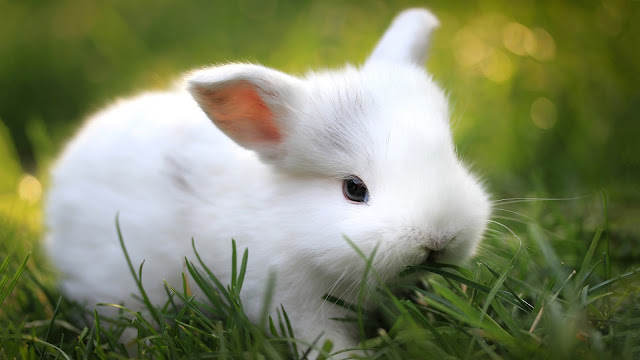 Cute White Bunny