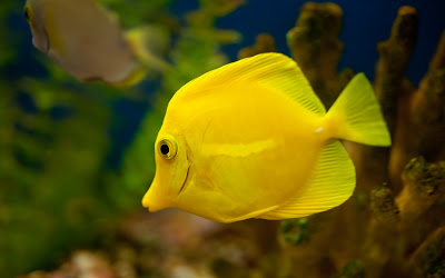 aquarium hd wallpapers free download