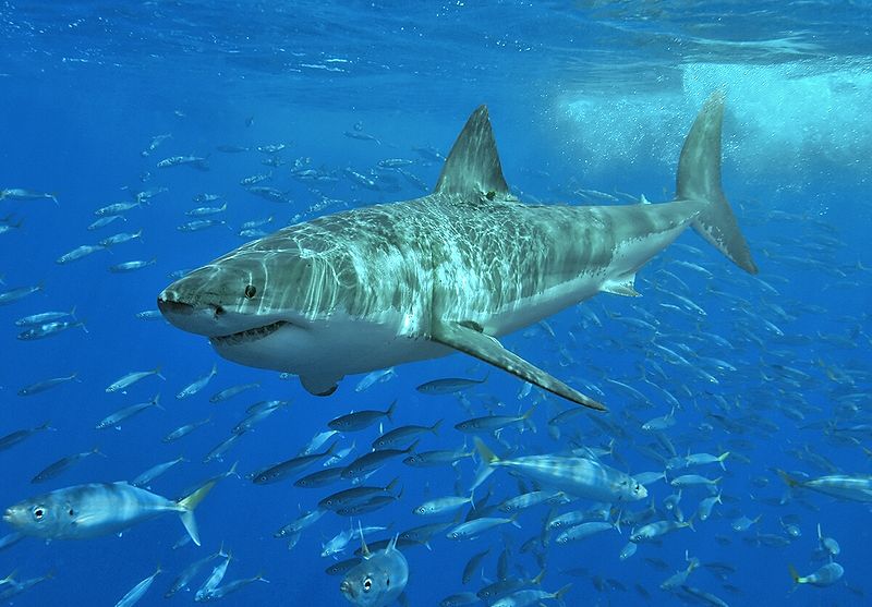 Worlds Biggest Great White Shark Images ~ Wallpapers 