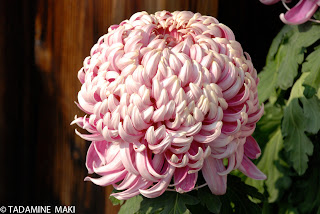 Chrysanthemum in Kyoto