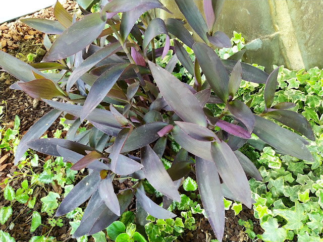 Amor de hombre (Tradescantia pallida (Rose) D.R.Hunt).