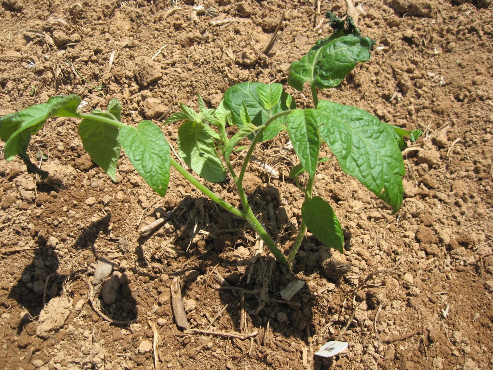 Growing Tomatoes In Pots
