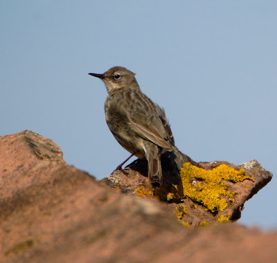 rock pipit (Anthus petrosus)