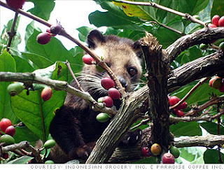 Kopi Luwak