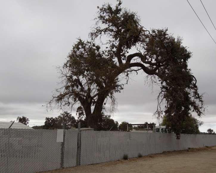 Where to See Photogenic Oak Trees in Paso Robles, California
