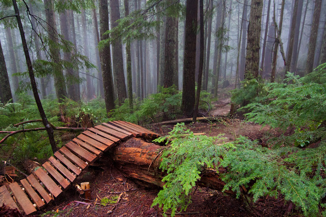 Forest trail Wallpaper HD