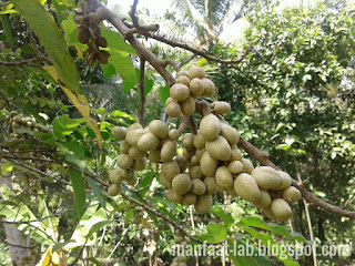 Bunga sakral (Kembang kantil)