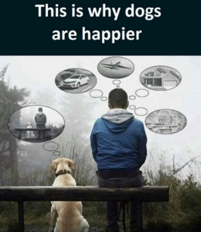 This is why dogs are happier - Inspirational Memes! - Funny memes pictures, photos, images, pics, captions, jokes, quotes, wishes, quotes, sms, status, messages, wallpapers.