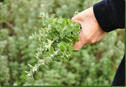 Zaatar Zaatar