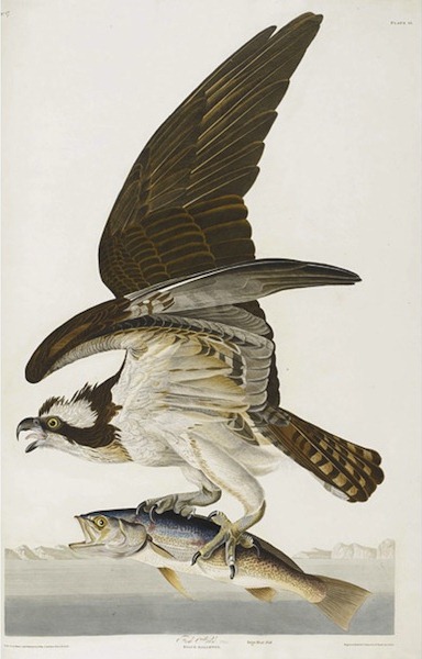 birds-of-america (13)