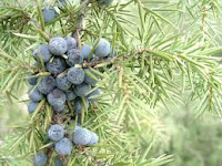 Juniperus communis