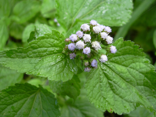 Medicinal Plants Found in Terai Region of Nepal