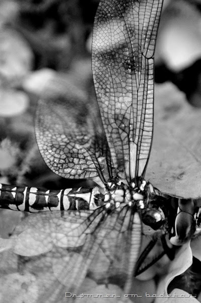 DSC_0169pic