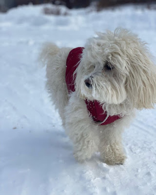 Lucy Hale dog maltipoo Elvis red jacket in snow