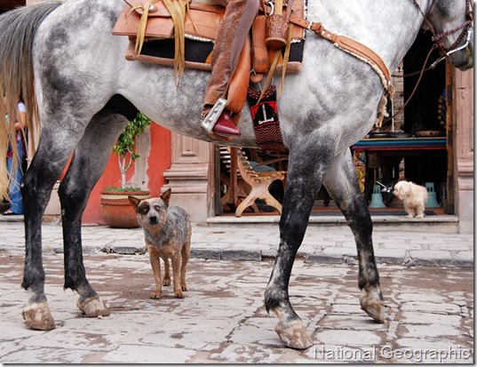 natgeohorse