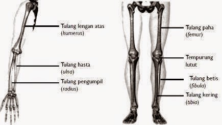 Macam-Macam Tulang Manusia  Artikelsiana