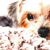 Morkie - What Kind Of Dog Is A Morkie