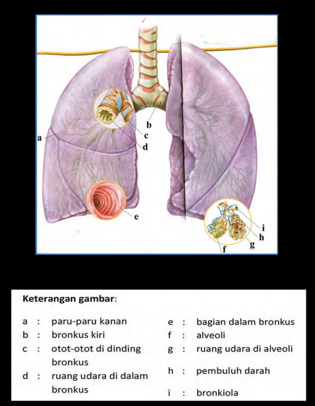 Sebutkan Dan  Jelaskan Sistem Pernapasan Pada Manusia 