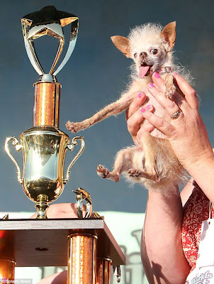 Yoda is Named World's Ugliest Dog Seen On lolpicturegallery.blogspot.com