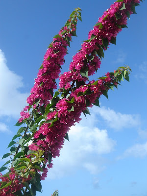 Bougainvillea peruviana - Peru Bougainvillea care and culture