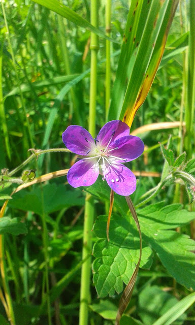 Sösdala, blommor, Fredriksberg 