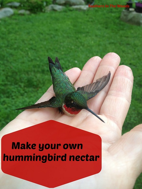 how to generate hummingbird food