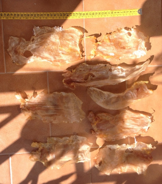 Dried Fish Maw For Sale