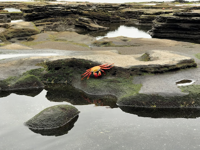 Puerto Egas, Isla Santiago, Galápagos