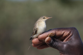 Marsh Warbler