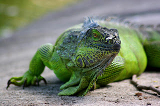 Iguana Wallpapers