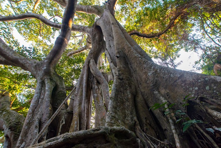 Thousands Year Banyan Tree
